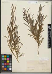 Foto von Salix purpurea L.